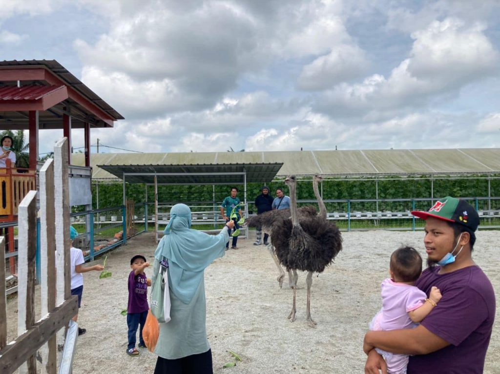 Mini Zoo D'Impian Agro Farm By Coach Bahar Tempat Menarik di Muar