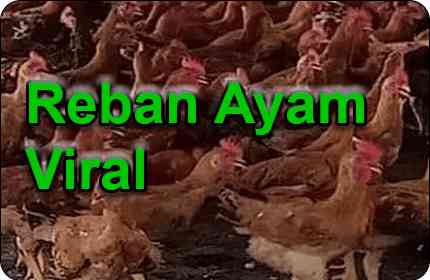 DIMPIAN-AGRO-FARM-REBAN-AYAM-VIRAL-2022-2023-COACH BAHAR AGRO TOURISM KURSUS TERNAK AYAM