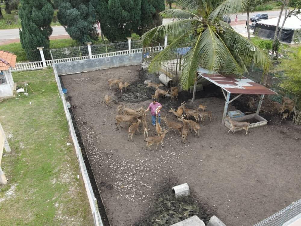 coach bahar ternak rusa ternak kambing d'impian agro farm muar - dimpianagrofarm.com - COACH BAHAR