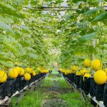 JUALAN TERUS DARI LADANG D'IMPIAN AGRO FARM - KOBE MELON COACH BAHAR