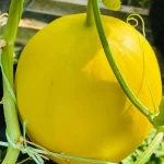 Kobe Melon Premium manis coach bahar d'impian agro farm muar johor 1