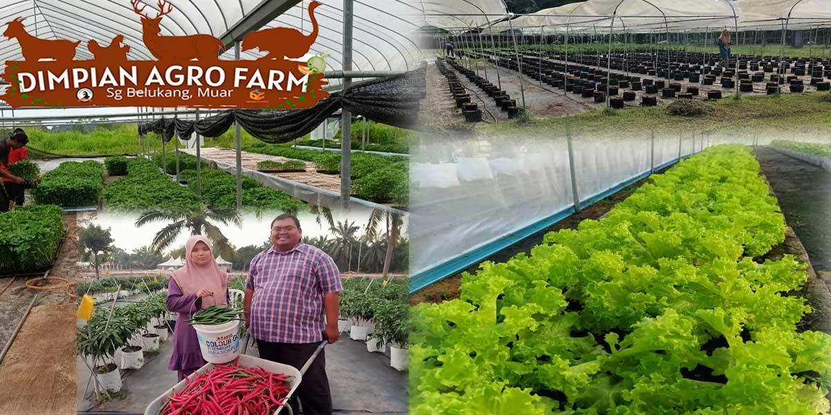 DIMPIAN-AGRO-FARM-LADANG FERTIGASI SAYUR SAYURAN COACH BAHAR 2023